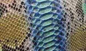 Python Skin Leather Colorway from Exotic Skin Leather Bags, featuring a textured python skin pattern on a stylish accessory.